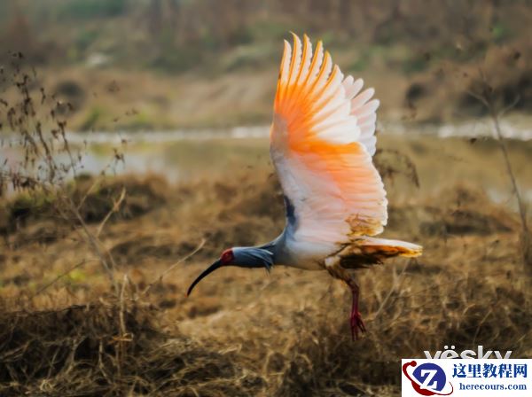 索尼微单™a6500 洋县拍鸟记