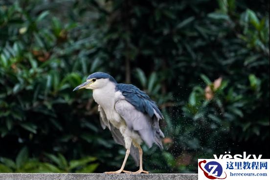 全面支持专业工作流 索尼Alpha 9 II评测