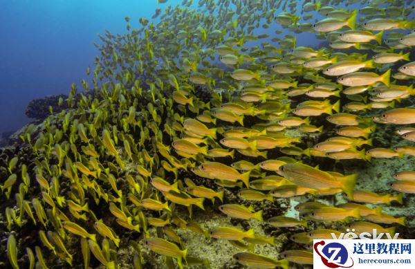 带上索尼黑卡潜水壳遇见神秘塞舌尔