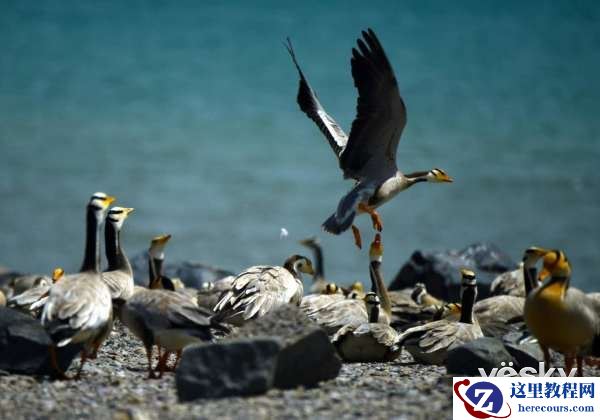 镜头里的中国腾龙行——青海湖唐卡活动招募