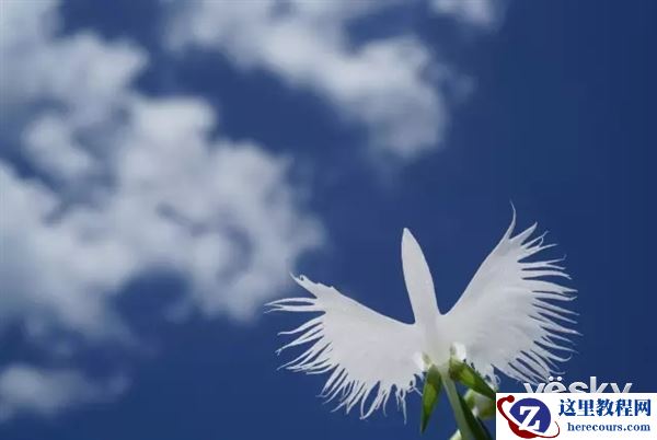 索尼微距镜头FE 50mm F2.8亮相:国行3999元