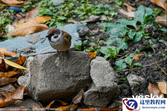 全面支持专业工作流 索尼Alpha 9 II评测