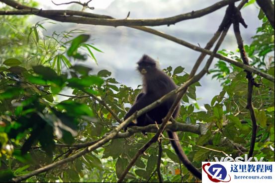 全能打鸟神器 索尼黑卡RX10M4泰国之旅(下)