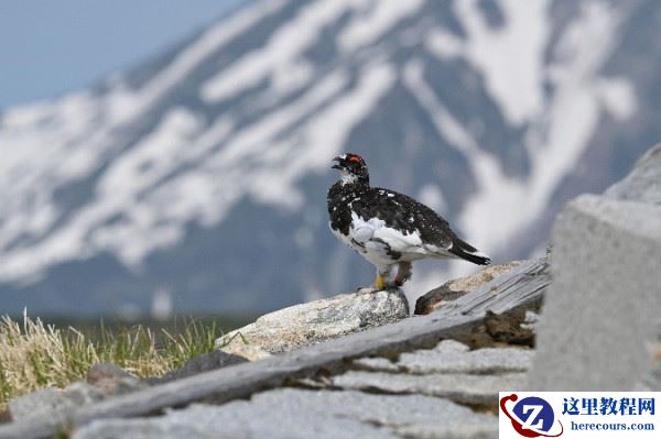 尼康发布两款新镜头和卡口适配器