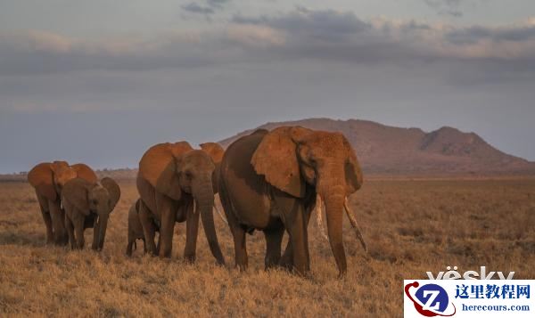 索尼全画幅微单™旗舰A9邂逅狂野非洲