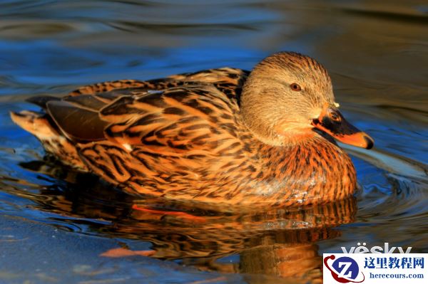 轻装简行 索尼黑卡RX10III便携拍鸟利器