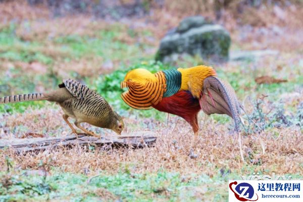 索尼微单™a6500 洋县拍鸟记