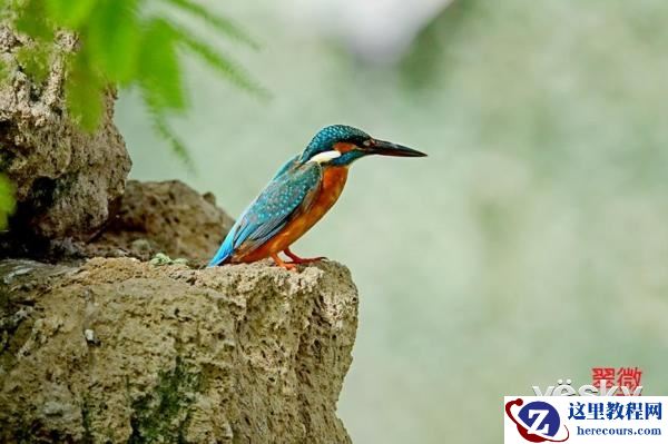 索尼黑卡RX10III体验轻松打鸟