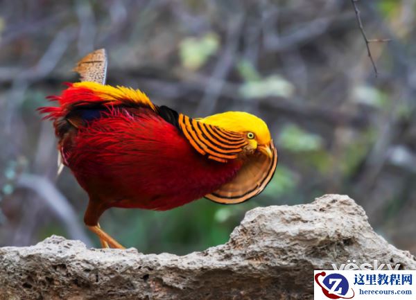 索尼微单™a6500 洋县拍鸟记