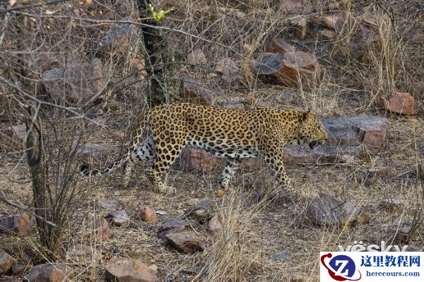 索尼黑卡RX10III印度博物摄影之旅