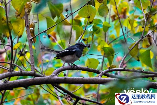 全面支持专业工作流 索尼Alpha 9 II评测