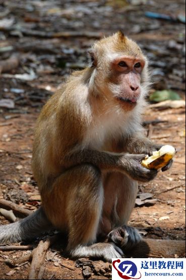 全能打鸟神器 索尼黑卡RX10M4泰国之旅(下)