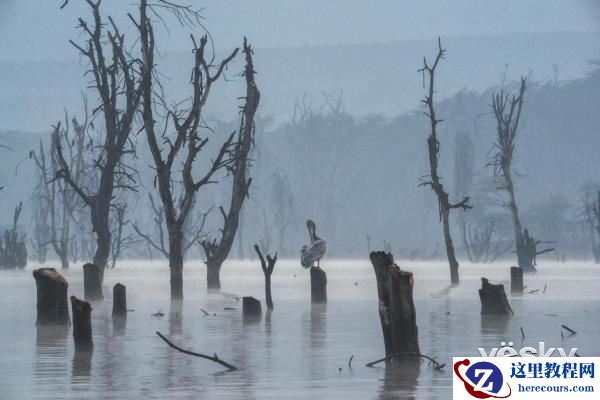 索尼全画幅微单™旗舰A9邂逅狂野非洲
