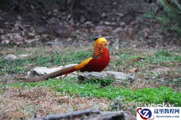 索尼微单™a6500 洋县拍鸟记