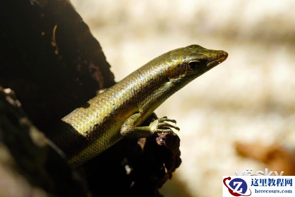 专业操控 锁定精彩 索尼微单？A6300解析