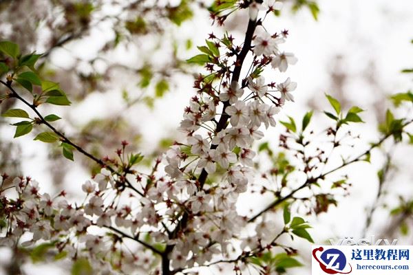 漫步花的海洋 尼康D750留下春天的记忆