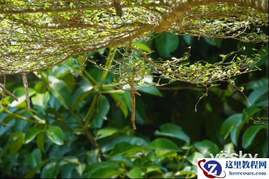 全能打鸟神器 索尼黑卡RX10M4泰国之旅(下)