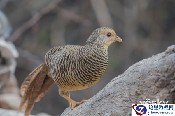 索尼微单™a6500 洋县拍鸟记