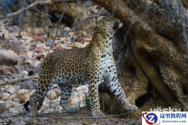 索尼黑卡RX10III印度博物摄影之旅