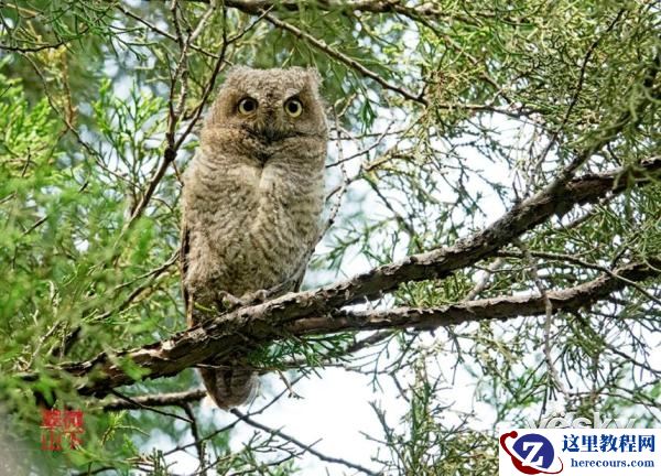 索尼黑卡RX10III体验轻松打鸟