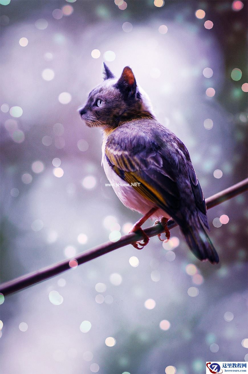 Photoshop创意的合成猫咪头像的猫头鹰