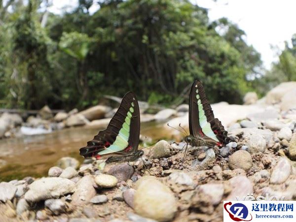 别样生命视角 奥林巴斯8mmF1.8鱼眼镜头