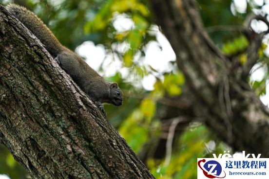 全面支持专业工作流 索尼Alpha 9 II评测