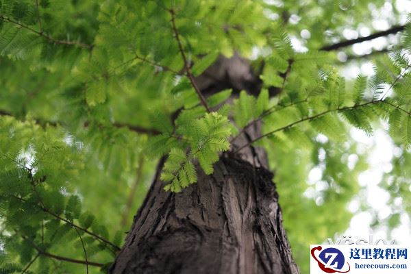 大光圈的魅力 索尼FE 50mm F1.8镜头评测