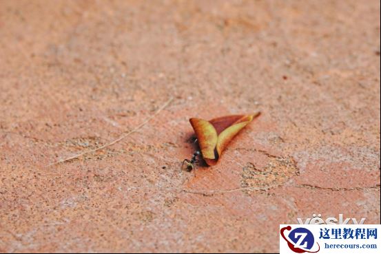 全能打鸟神器 索尼黑卡RX10M4泰国之旅(下)