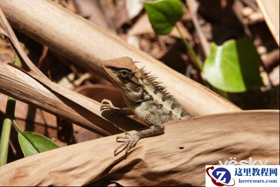 全能打鸟神器 索尼黑卡RX10M4泰国之旅(下)