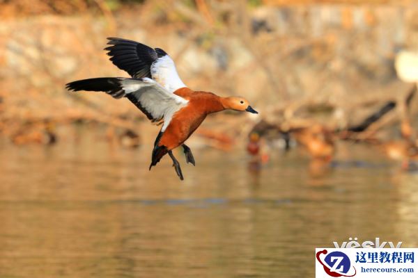 轻装简行 索尼黑卡RX10III便携拍鸟利器