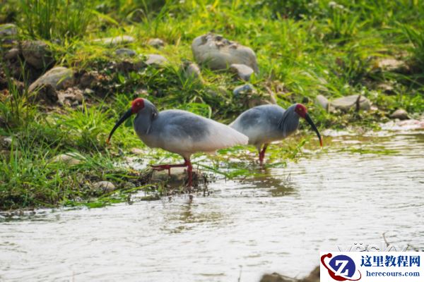 索尼微单™a6500 洋县拍鸟记