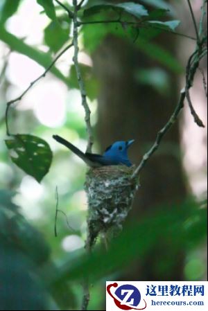 全能打鸟神器 索尼黑卡RX10M4泰国之旅(下)