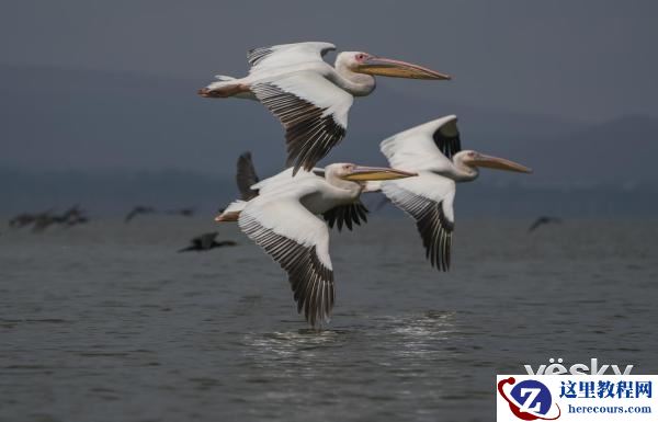 索尼全画幅微单™旗舰A9邂逅狂野非洲