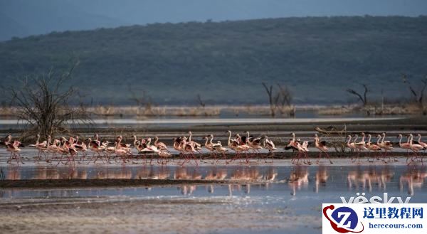 索尼全画幅微单™旗舰A9邂逅狂野非洲
