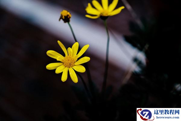 X系列十年之“利剑”，富士X-T4无反相机评测