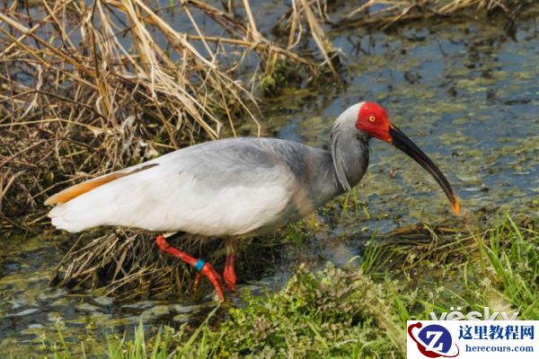 索尼微单™a6500 洋县拍鸟记