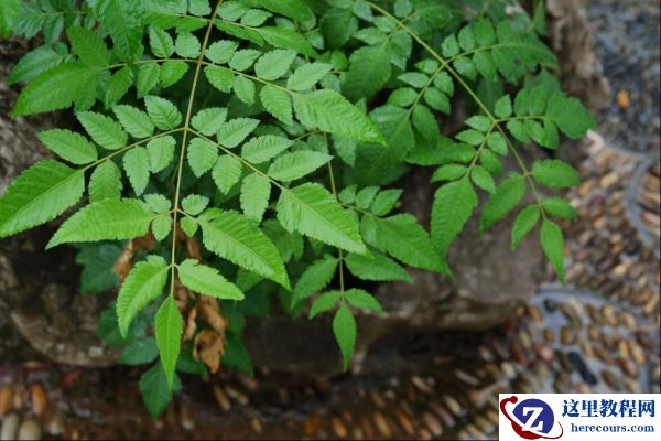 轻便之形,旗舰之心 富士X-S10无反相机评测