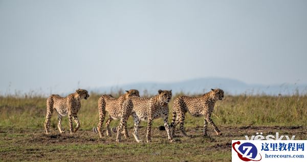 索尼全画幅微单™旗舰A9邂逅狂野非洲