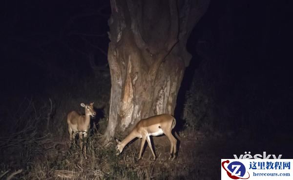 索尼全画幅微单™旗舰A9邂逅狂野非洲
