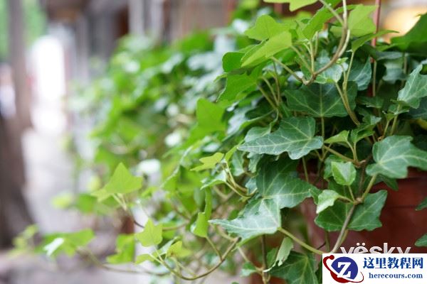 大光圈的魅力 索尼FE 50mm F1.8镜头评测