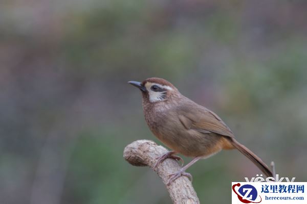 索尼微单™a6500 洋县拍鸟记