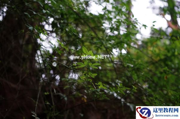 轻松享受专业拍摄 索尼全画幅微单?a7体验