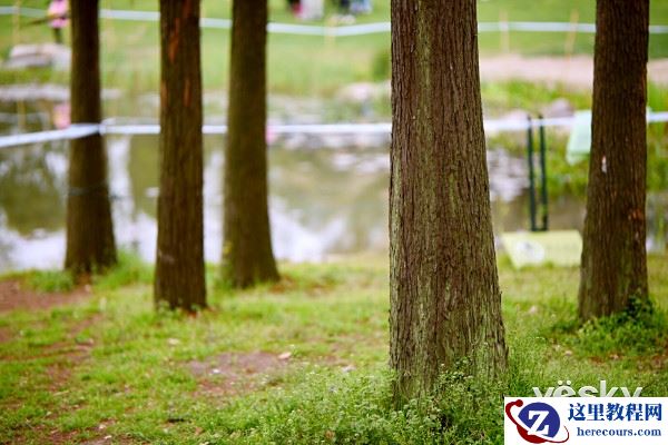 漫步花的海洋 尼康D750留下春天的记忆