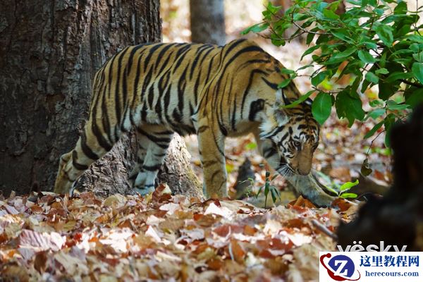 索尼黑卡RX10III印度博物摄影之旅