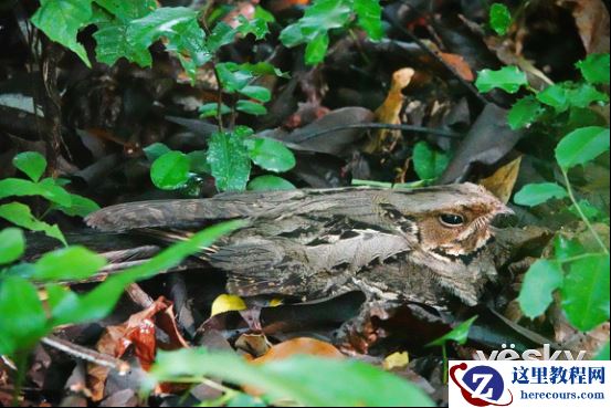 全能打鸟神器 索尼黑卡RX10M4泰国之旅(下)