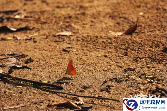 全能打鸟神器 索尼黑卡RX10M4泰国之旅(下)