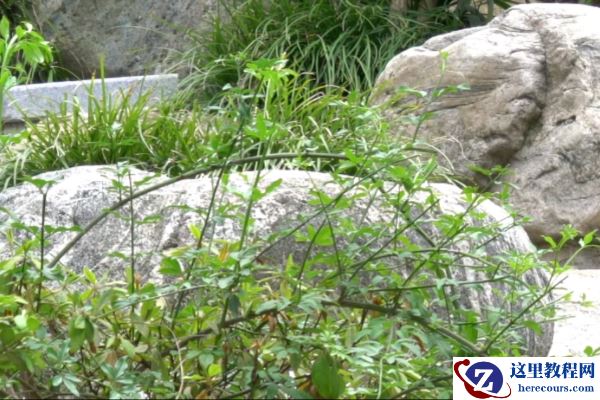 X系列十年之“利剑”，富士X-T4无反相机评测