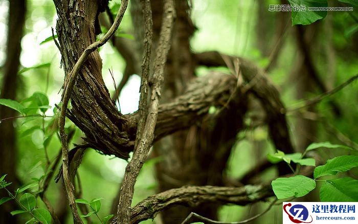 Photoshop制作创意的树藤艺术字教程