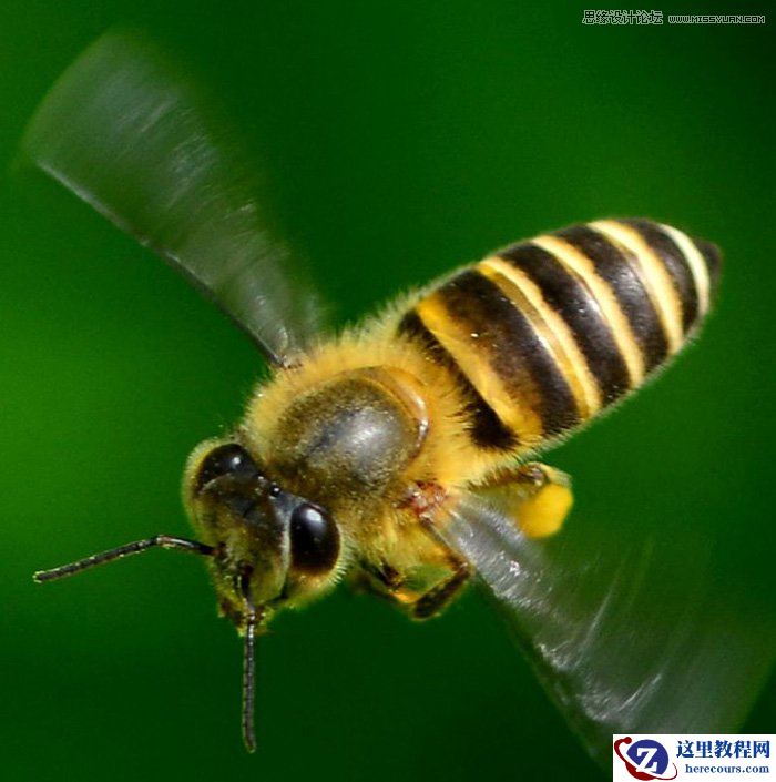 Photoshop制作可爱的蜜蜂纹理艺术字教程